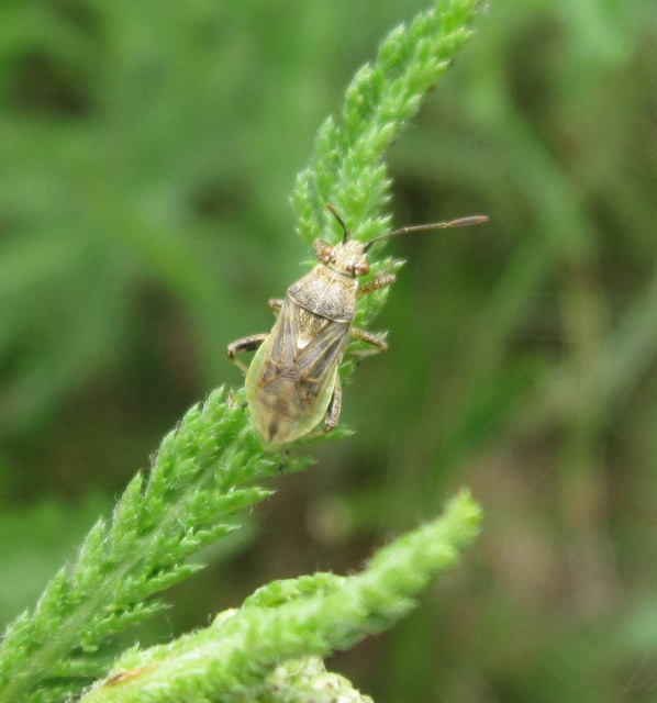 Rhopalidae - üvegpoloskák