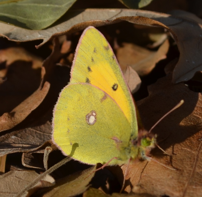Colias chrysotheme - dolomit-kéneslepke