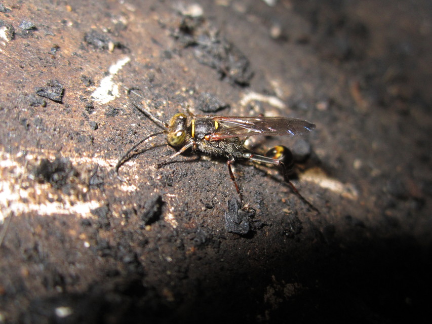 Sceliphron curvatum - barnalábú lopódarázs