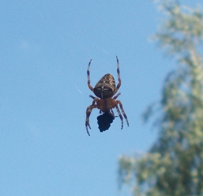 Araneus diadematus - koronás keresztespók