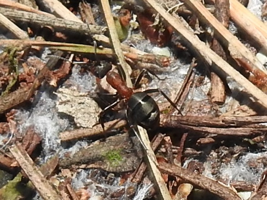 Formica polyctena - kis vöröshangya