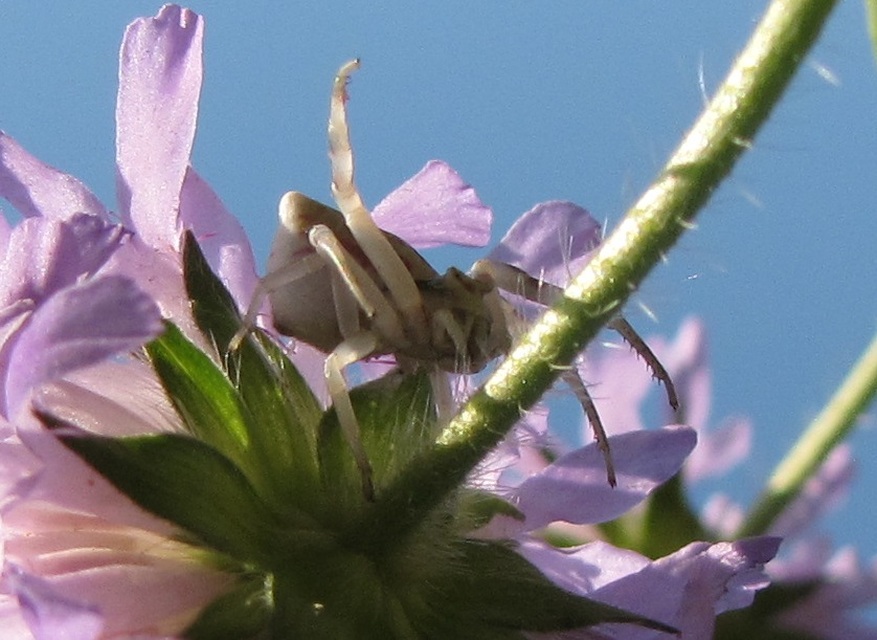 Thomisus onustus - fehér karolópók