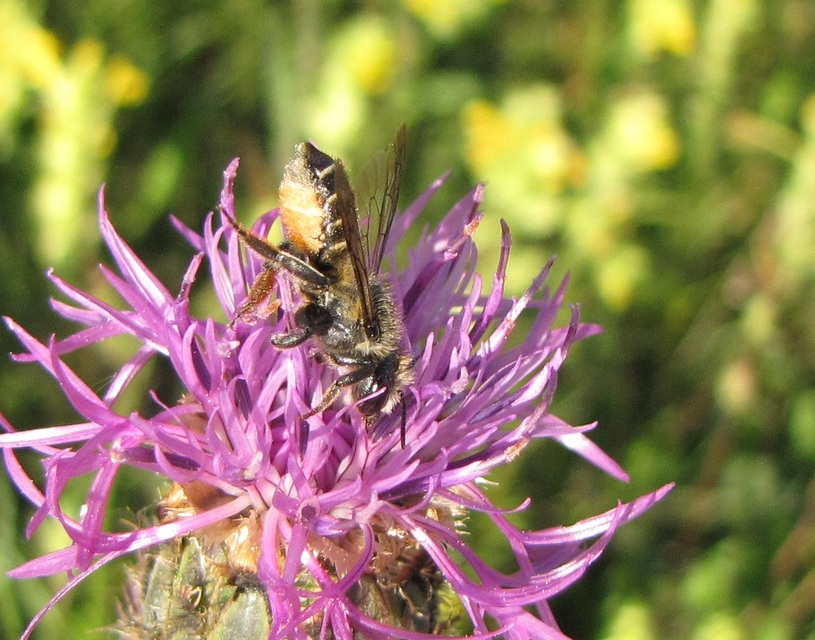 Megachile
