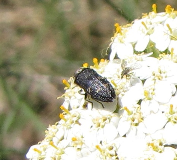 Acmaeoderella mimonti - homoki zömökdíszbogár