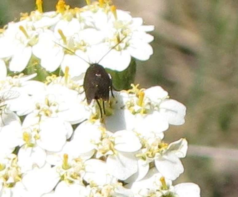 Scythris