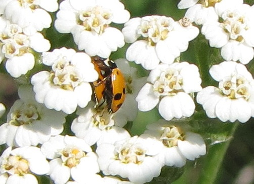 Hippodamia variegata - tizenhárompettyes katica