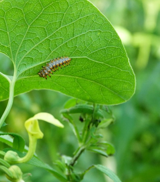Zerynthia polyxena - farkasalmalepke