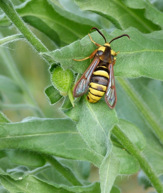 Sesia apiformis - darázslepke