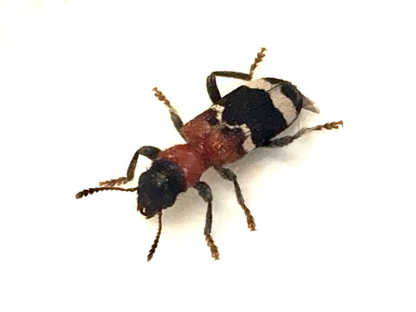 Thanasimus formicarius - vörösnyakú szúfarkas