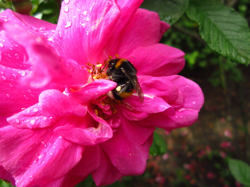 Bombus terrestris/lucorum