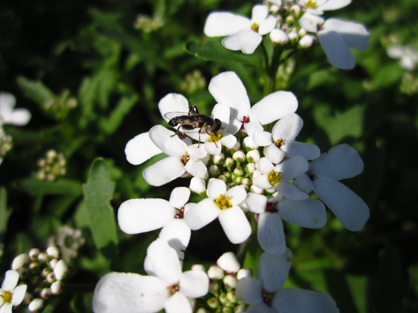 Syritta pipiens - zizegő comboslégy
