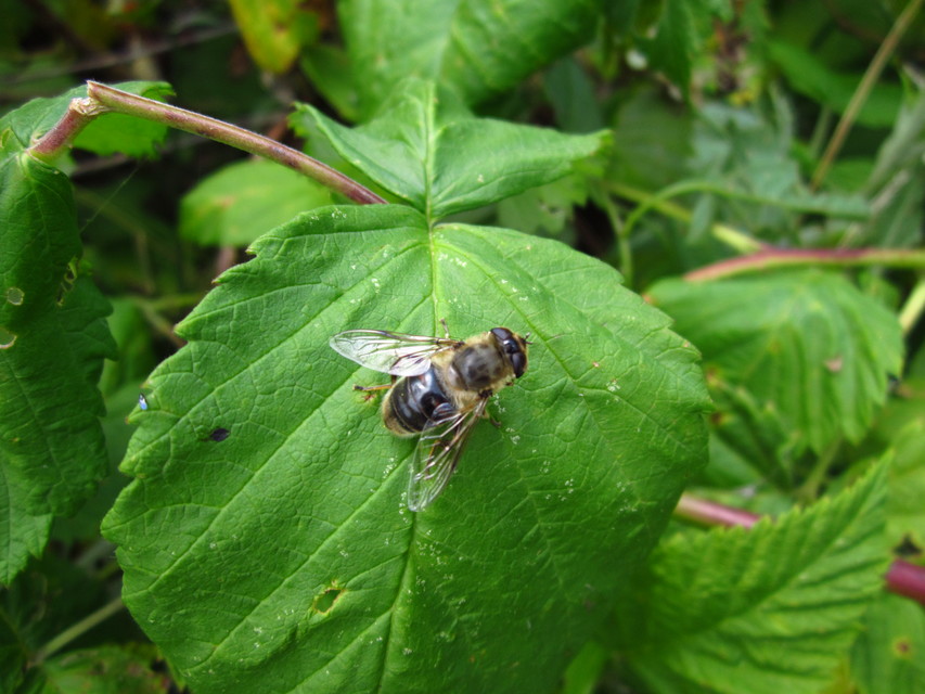 Eristalis