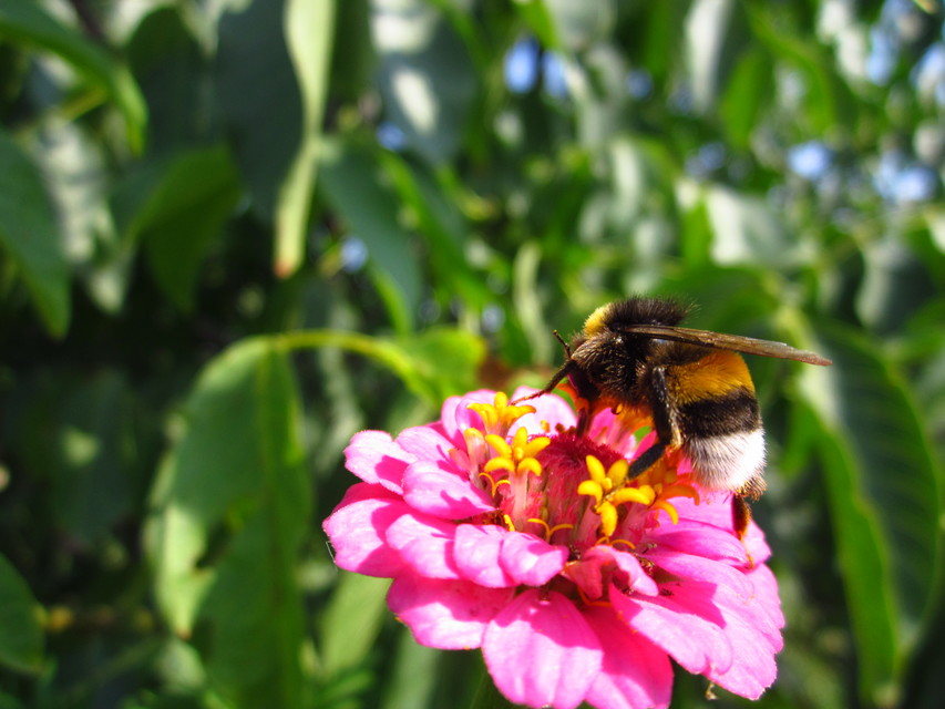 Bombus - poszméhek
