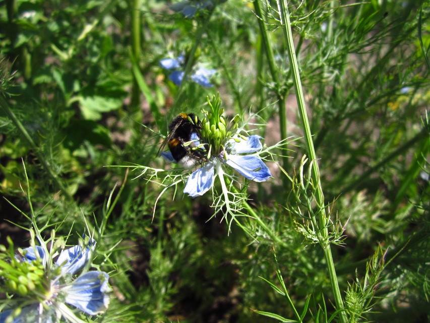 Bombus - poszméhek