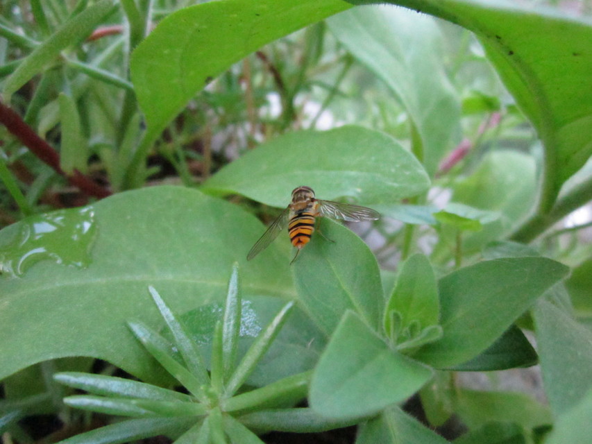 Episyrphus balteatus - ékfoltos zengőlégy