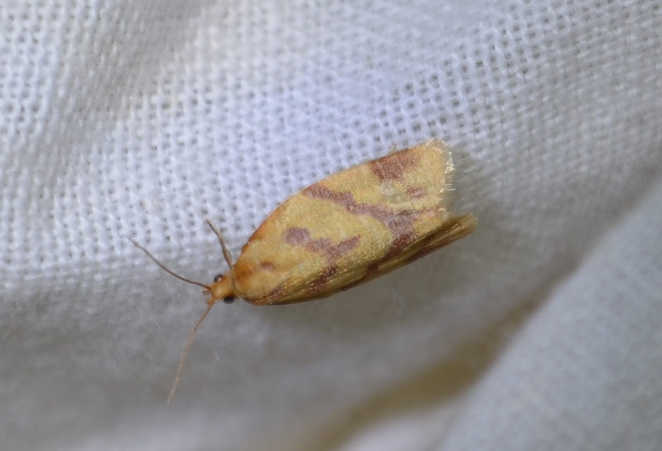 Clepsis pallidana - aranysárga sodrómoly