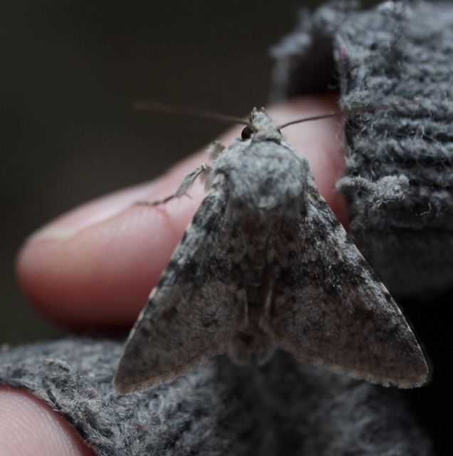 Polymixis rufocincta isolata - magyar tarkabagoly