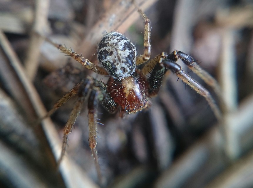 Xysticus lanio