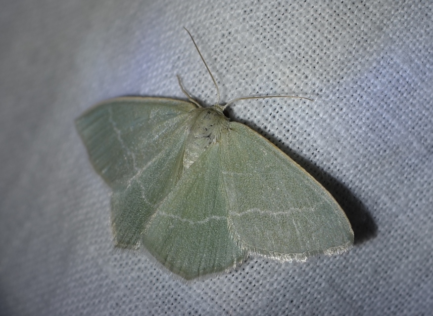 Chlorissa viridata/cloraria
