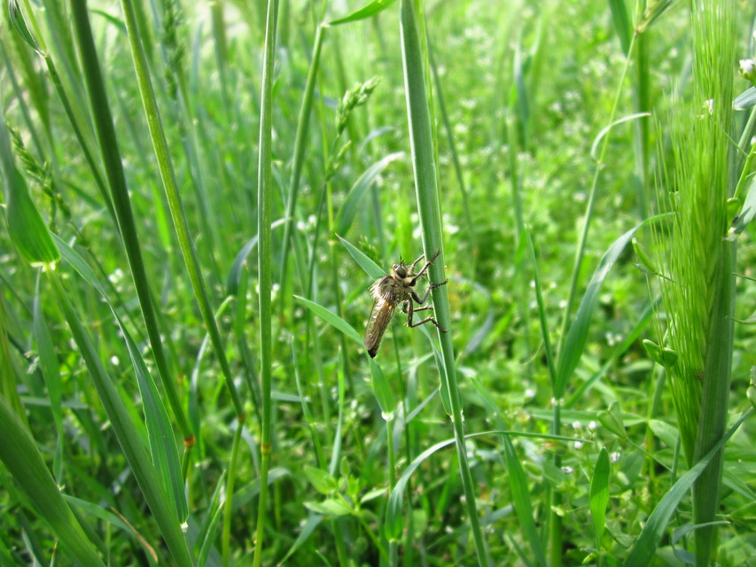 Asilidae - rablólégyfélék