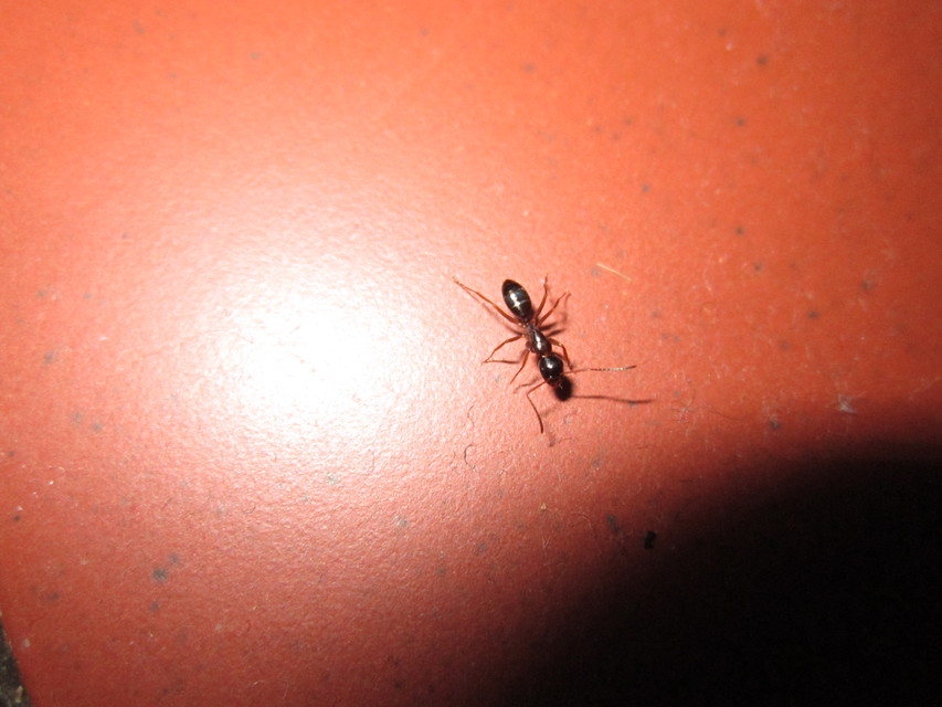Camponotus fallax - ligeti lóhangya