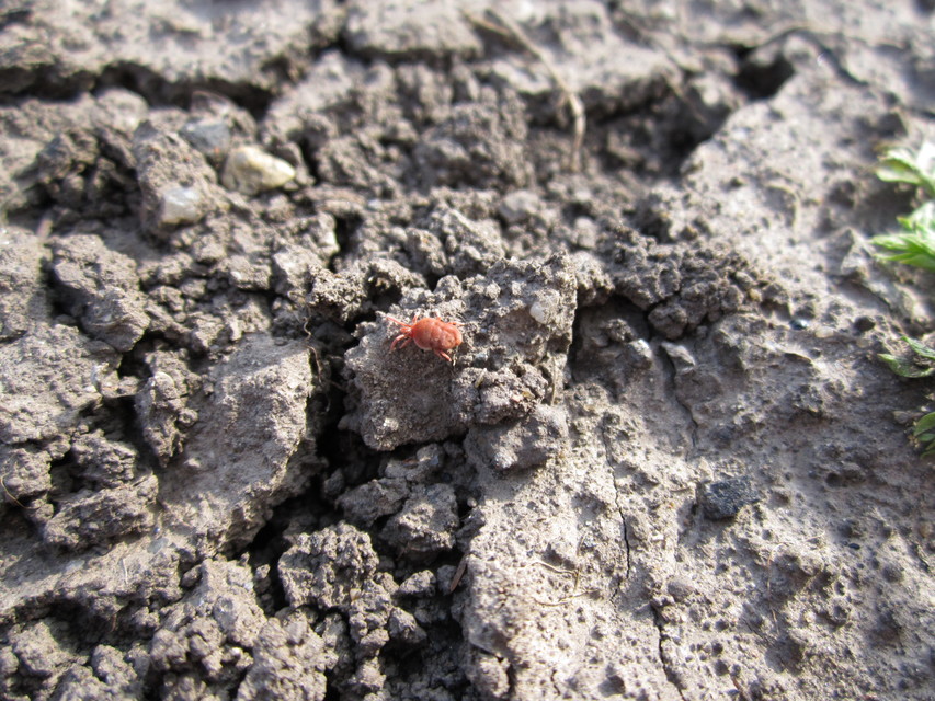 Allothrombium