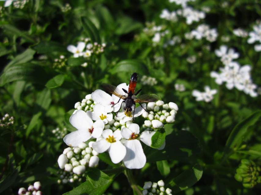 Cylindromyia