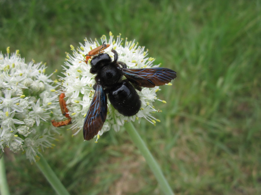 Xylocopa valga - gyakori fadongó