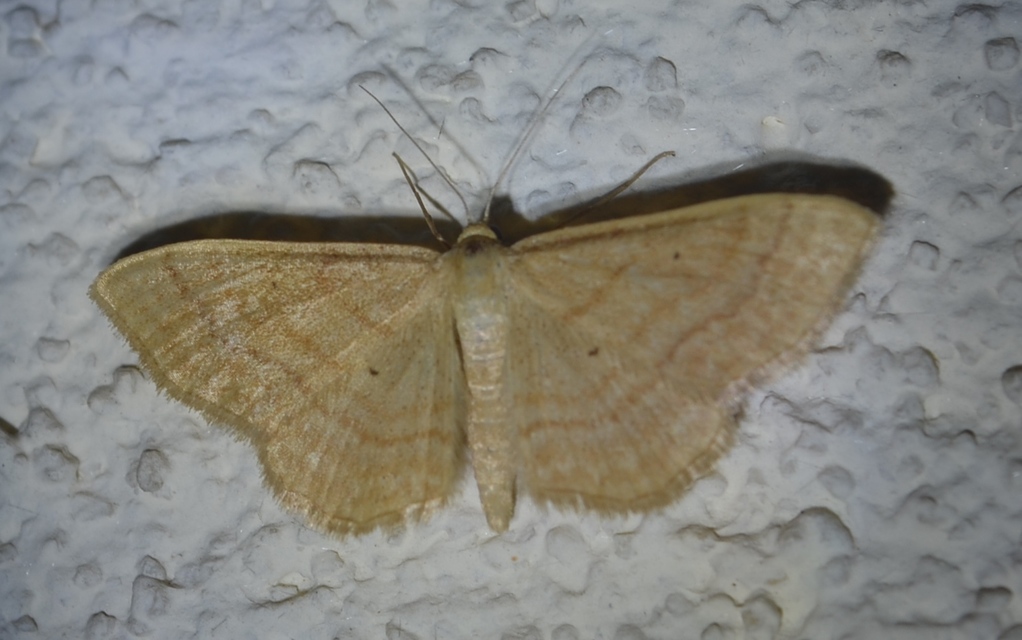 Idaea rufaria - vörhenyes sávosaraszoló