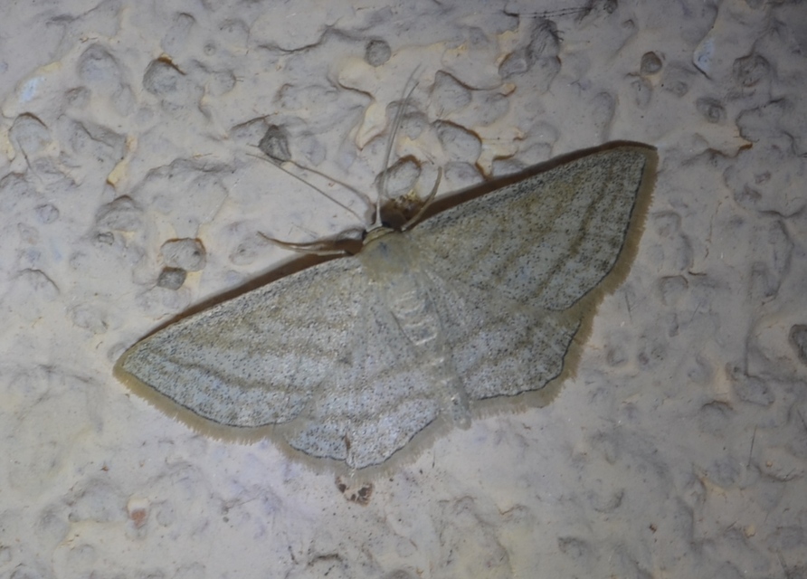 Scopula virgulata - vesszős sávosaraszoló