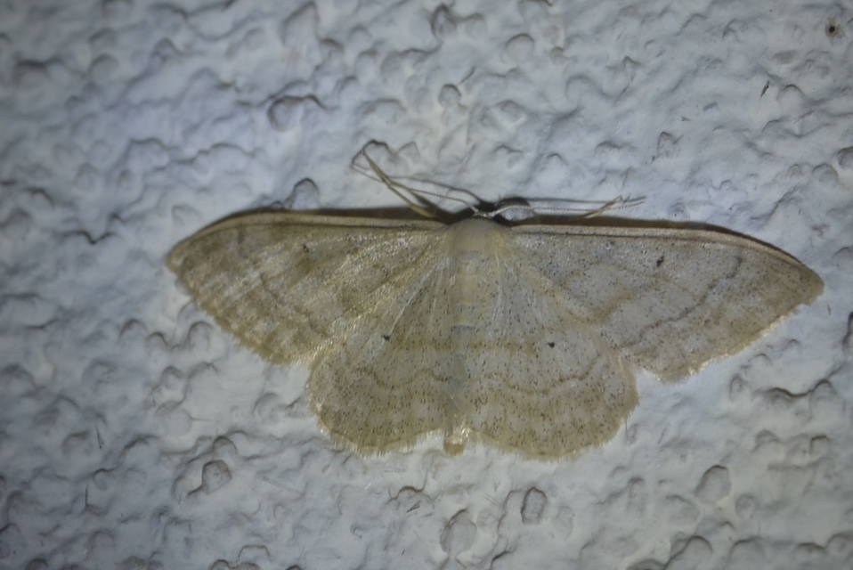 Idaea deversaria - egyszínű sávosaraszoló