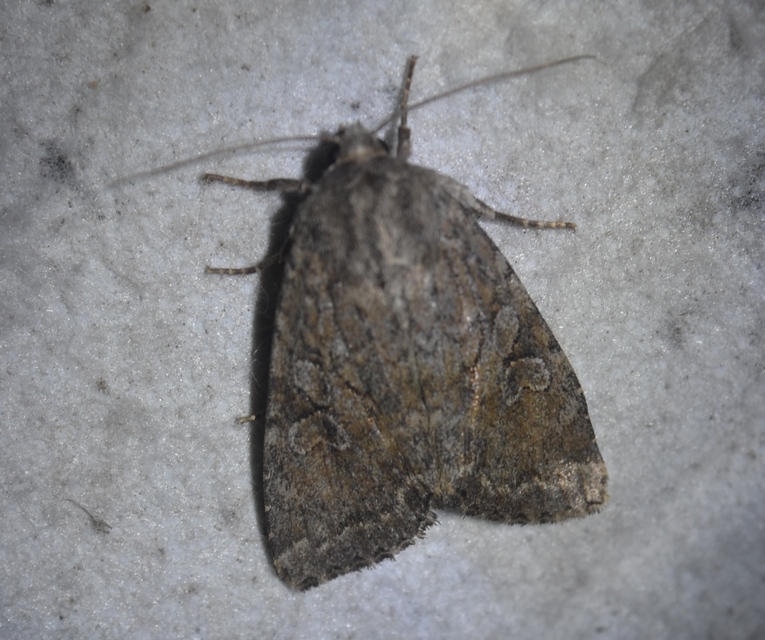 Apterogenum ypsillon - ipszilon-erdeibagoly