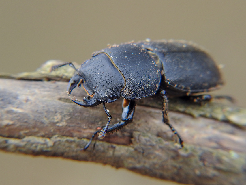 Dorcus parallelipipedus - kis szarvasbogár