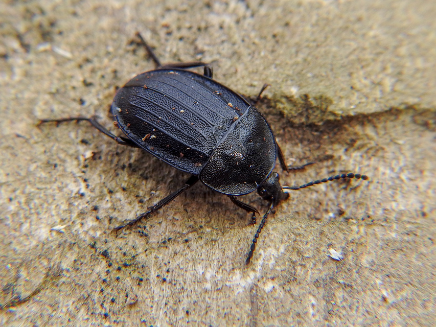 Phosphuga atrata - bordás csigarabló