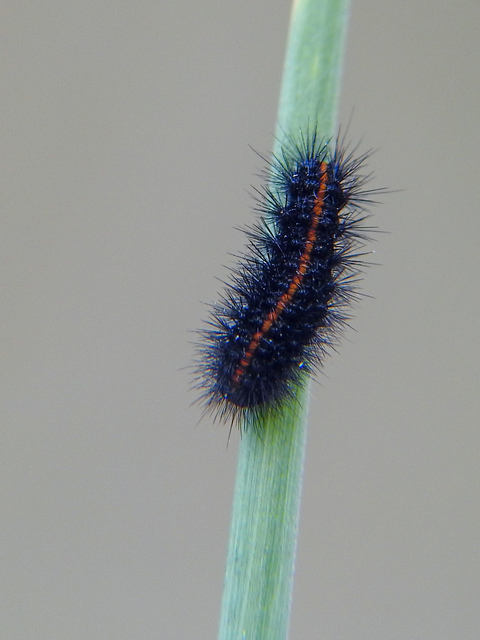 Spiris striata - csíkos molyszövő