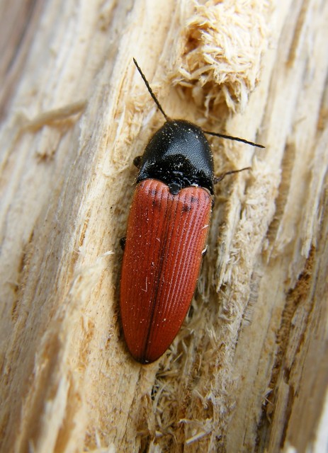 Ampedus