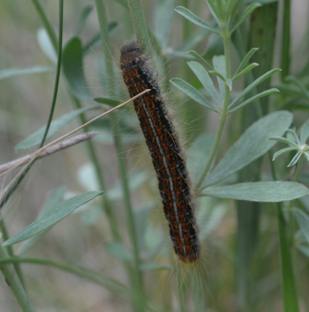 Malacosoma castrensis - kutyatejszövő