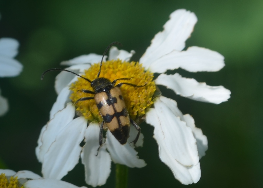 Pachytodes erraticus - rajzos virágcincér