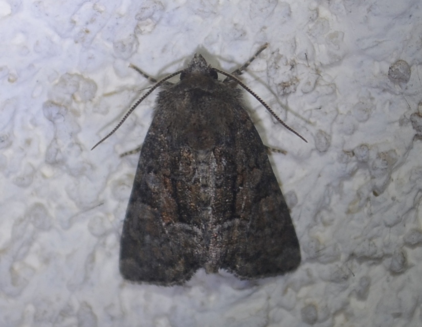 Oligia strigilis/latruncula/versicolor