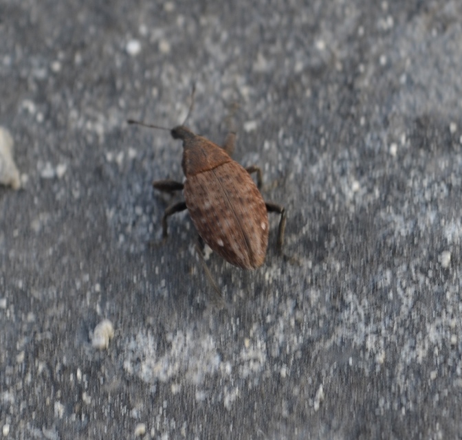 Lepyrus capucinus - pettyes fűzormányos