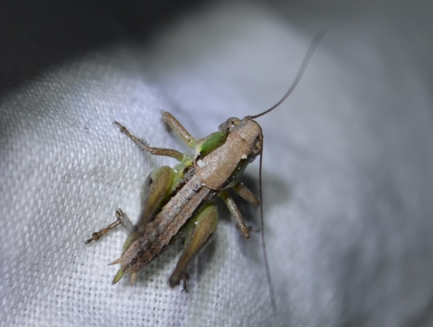 Platycleis