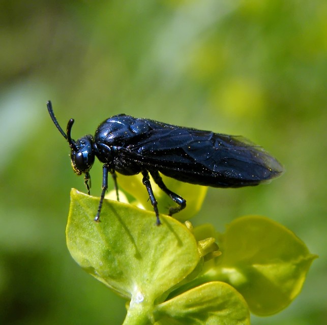 Argidae - botcsápú levéldarazsak