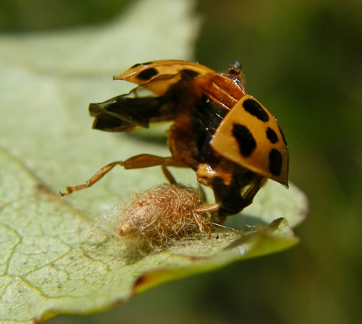 Braconidae - gyilkosfürkészek