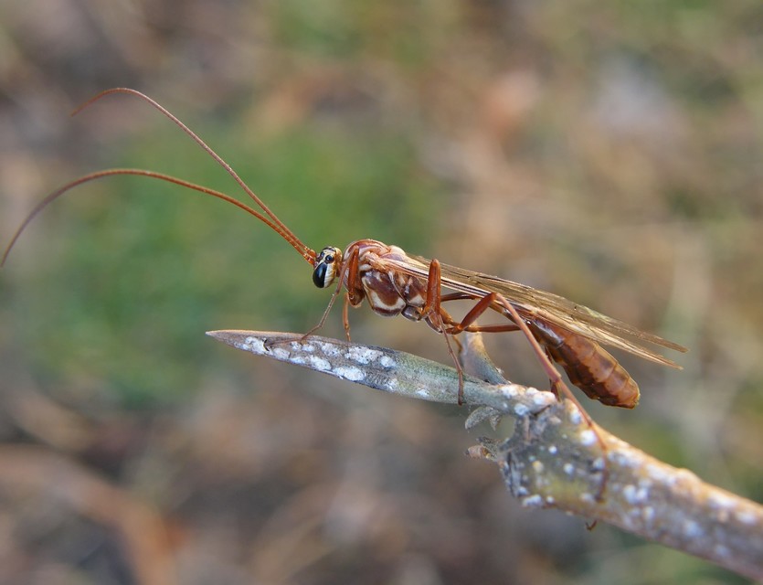 Ophion obscuratus