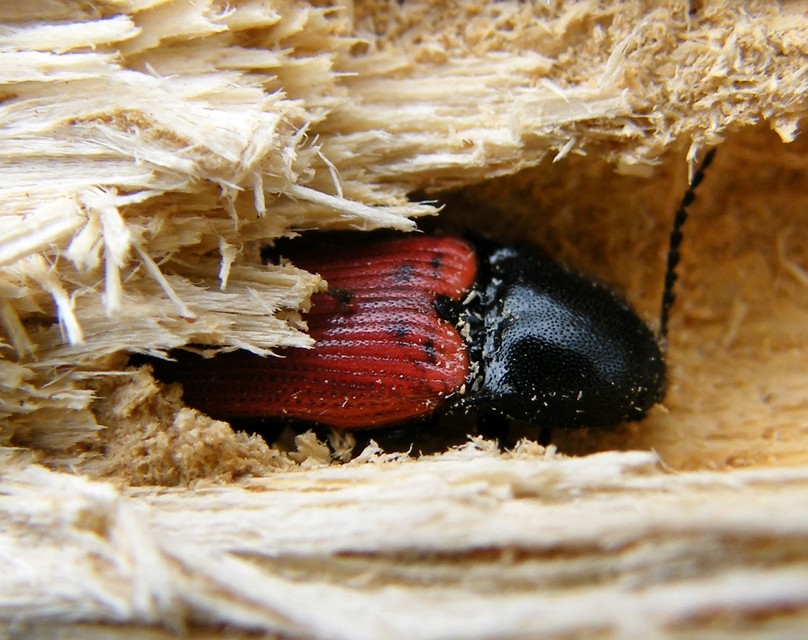 Ampedus