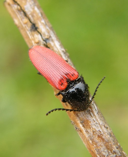 Ampedus