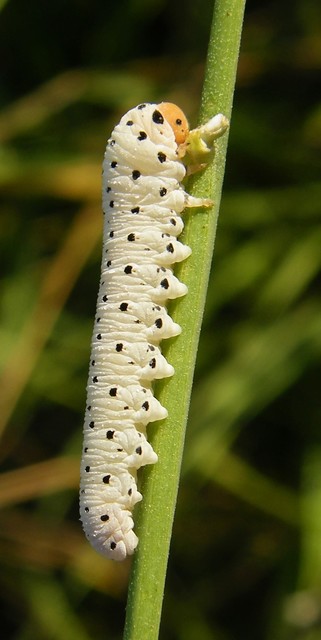 Hymenoptera - Hártyásszárnyúak