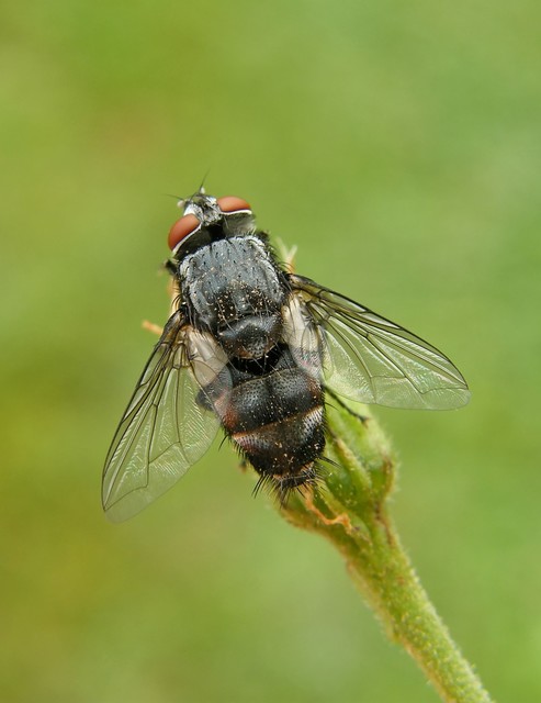 Tachinidae - fürkészlegyek