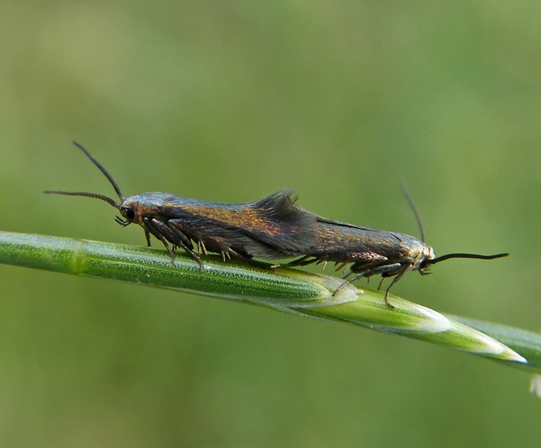 Augasma aeratella - gubacshúzómoly