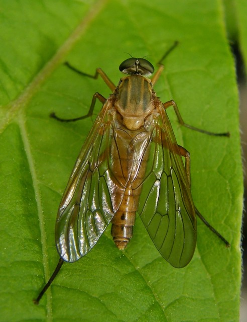 Rhagio tringarius - közönséges kószalégy